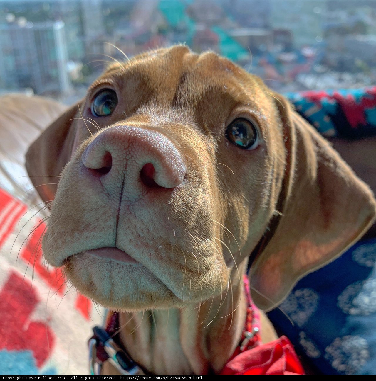 Puppy Love in LA