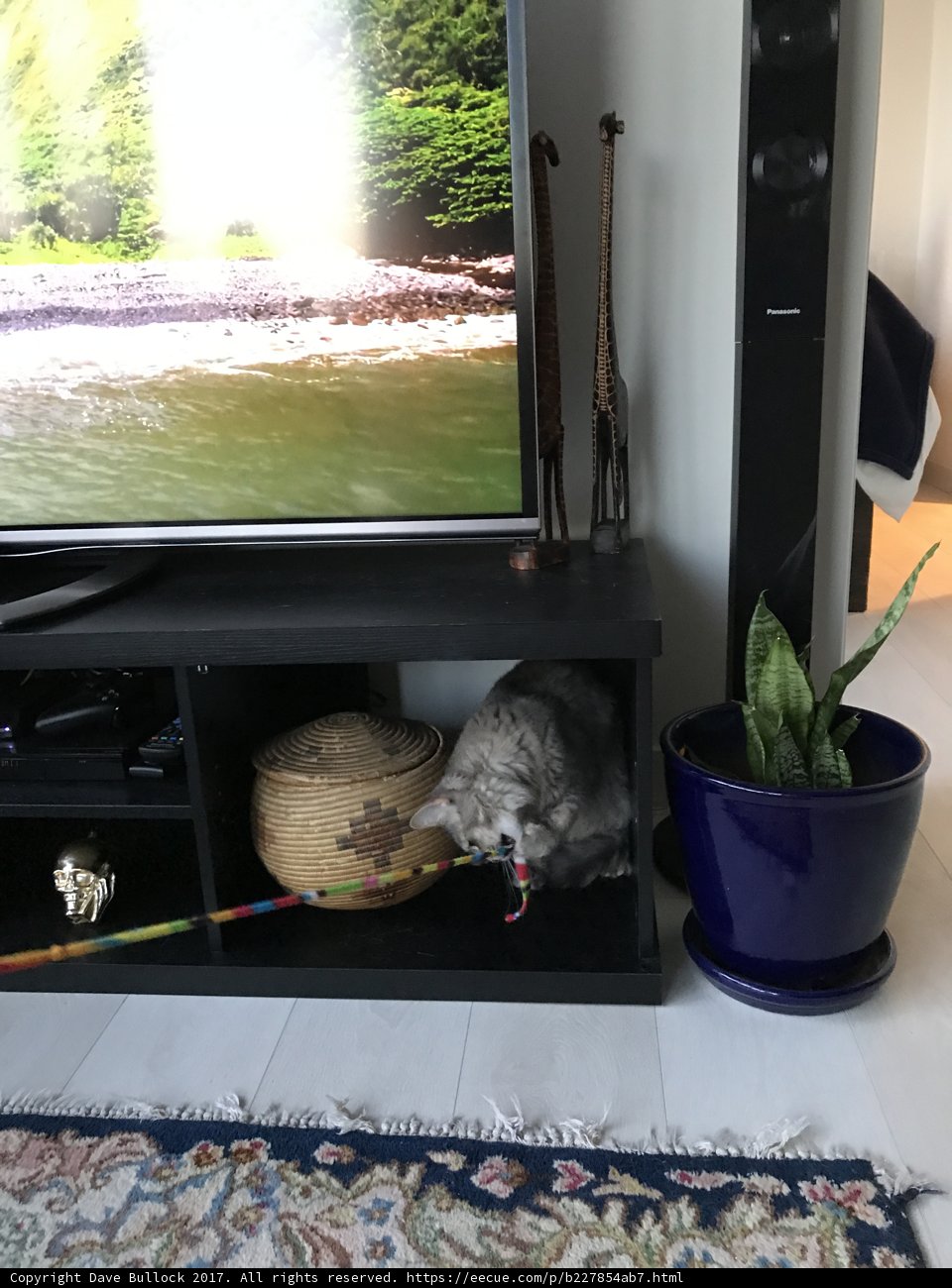 Feline Relaxation