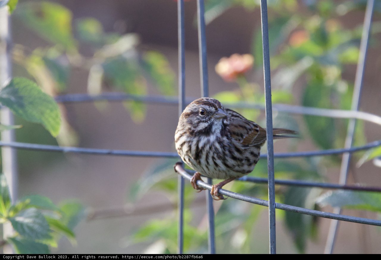 Sparrow's Serenade at Fort Mason