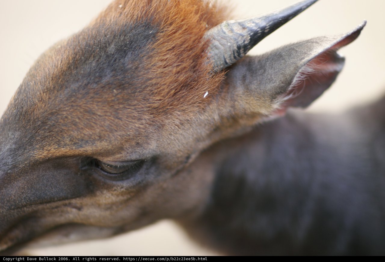 Horned Wildlife at the Zoo