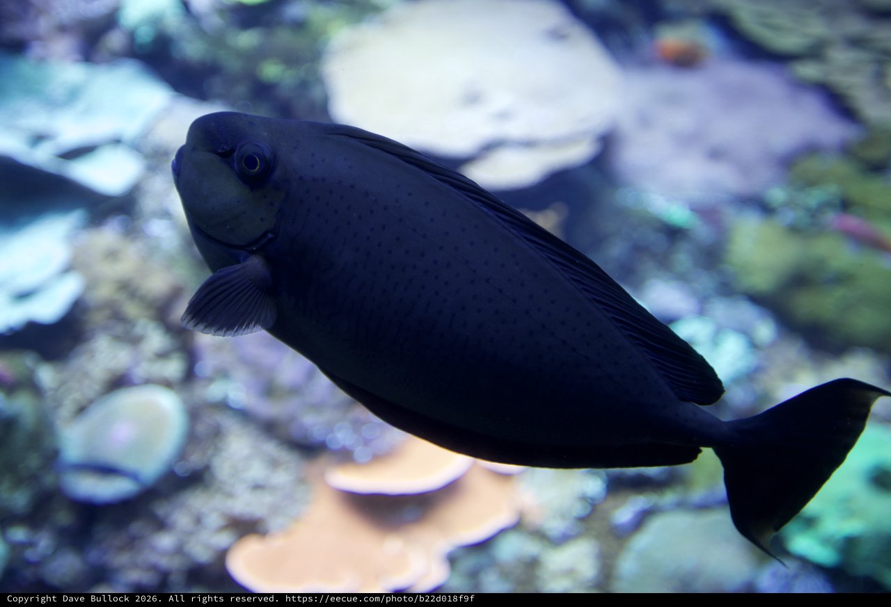 Black Tang Fish Swimming in Coral Reef Aquarium