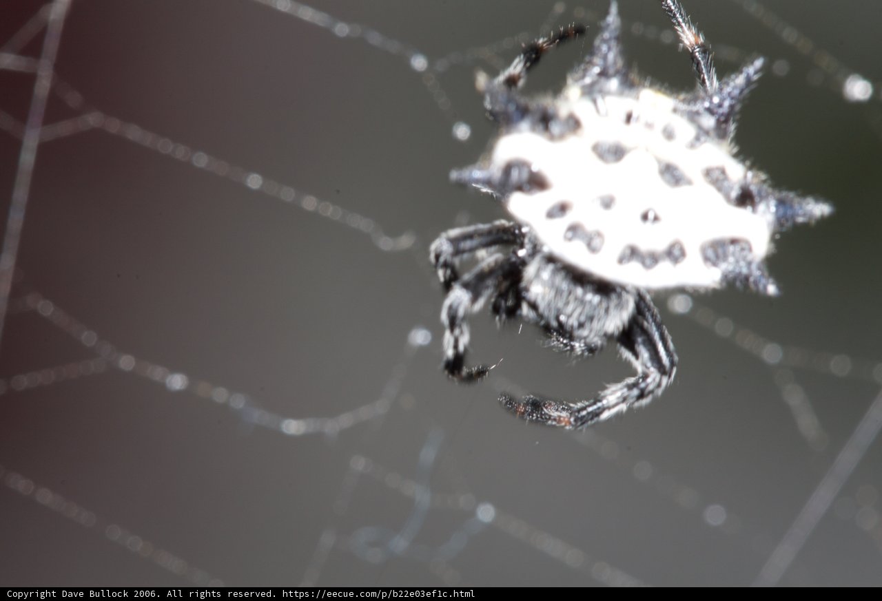 Garden Spider with Black and White Spots