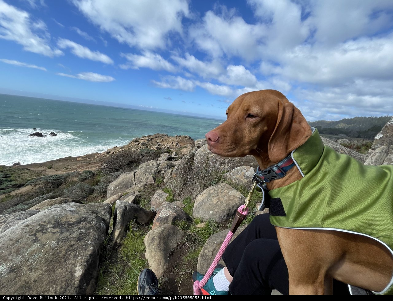 A Canine Vacation Spot