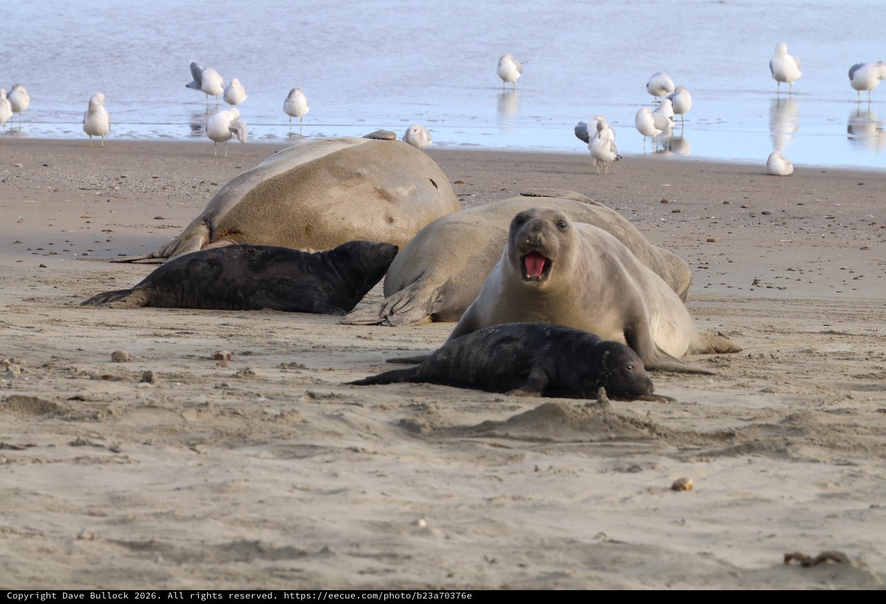 Elephant Seal Mother Vocalizing with Pups at Beach
