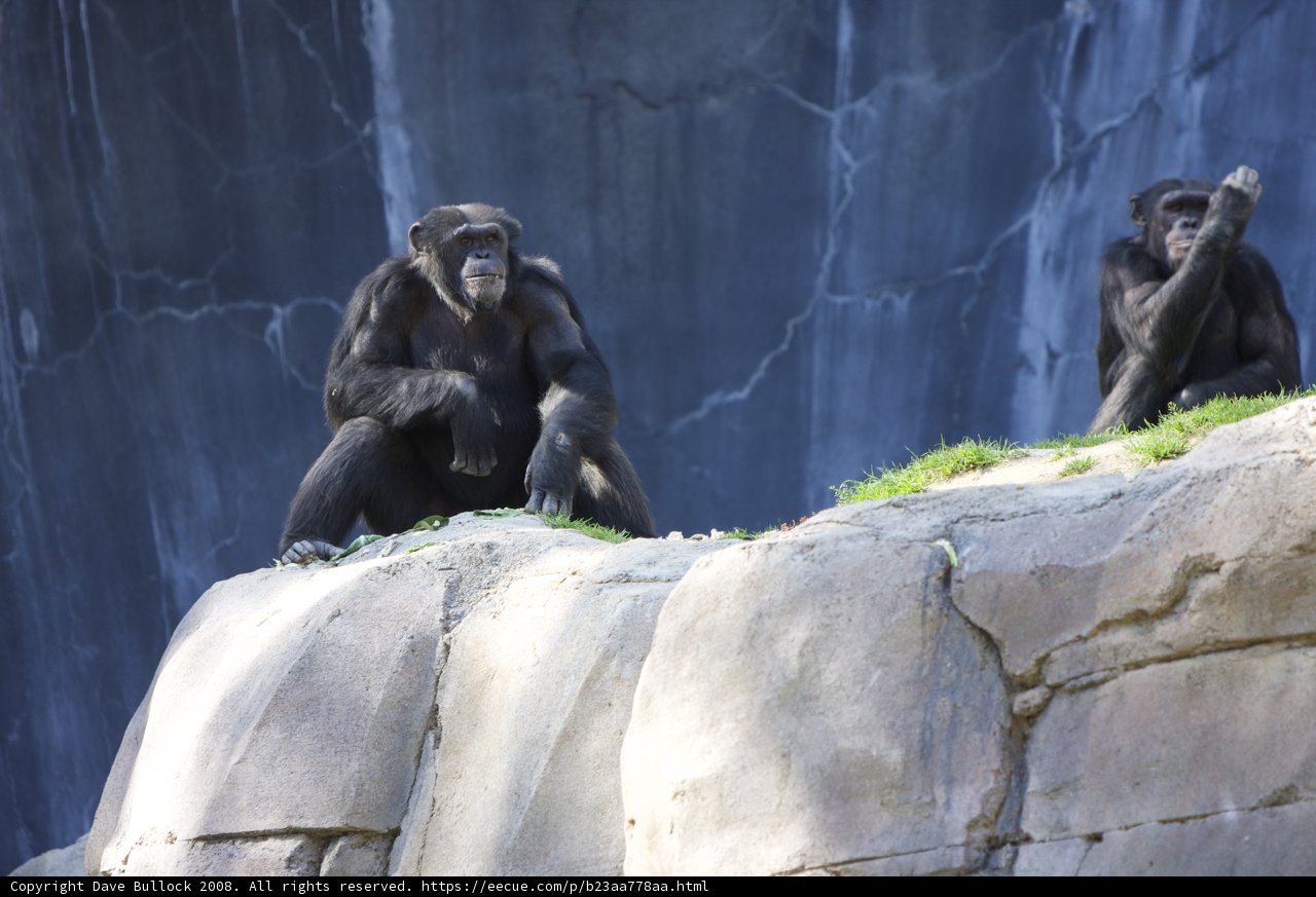 Chimpanzee duo basking in the sunshine