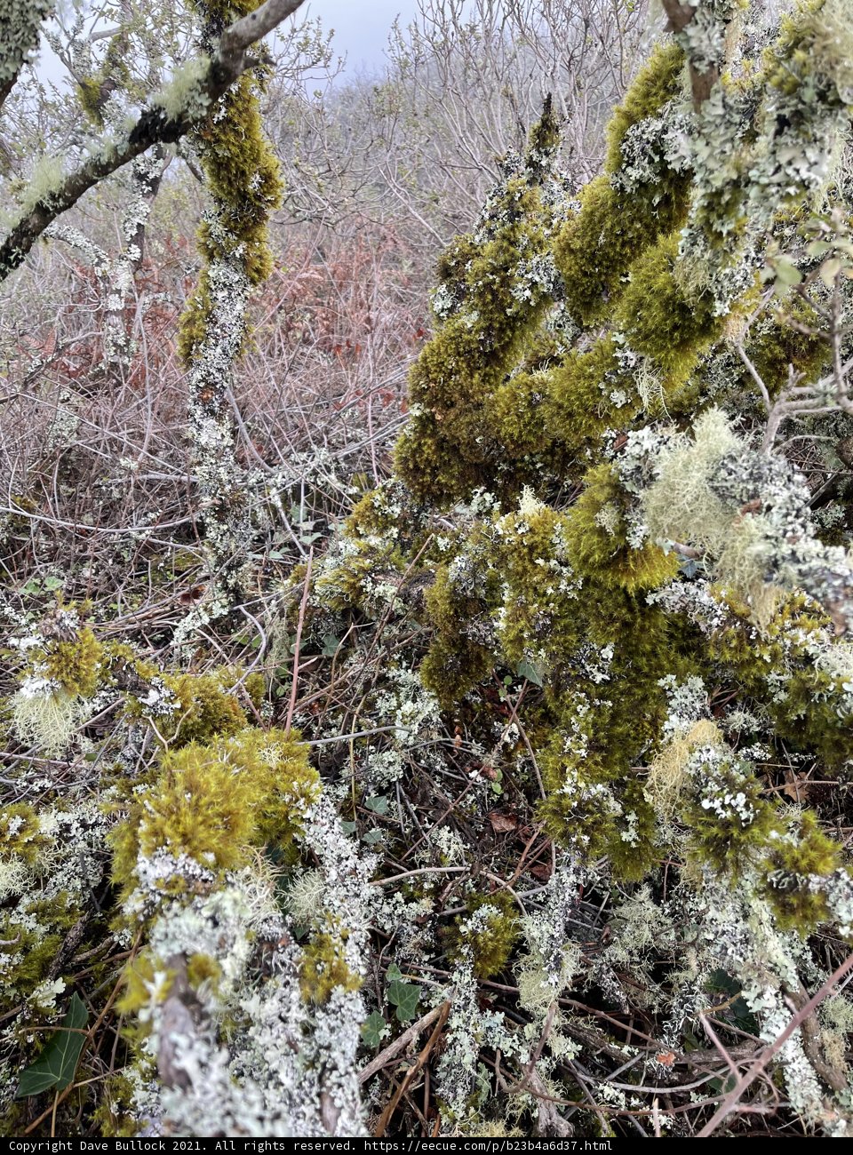 Mossy Bush in Winter Wonderland