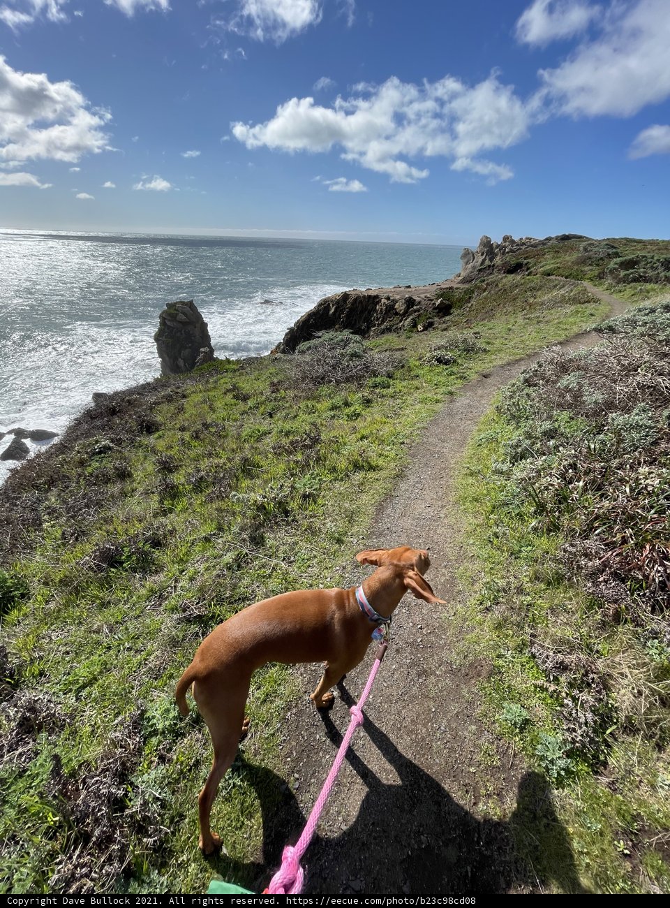 A Canine Adventure at Jenner Beach