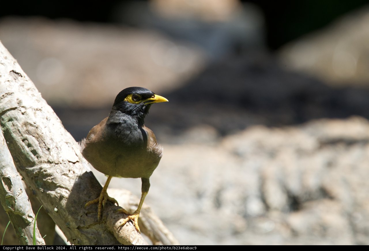 Majestic Stance: The Finch at Honolulu Zoo