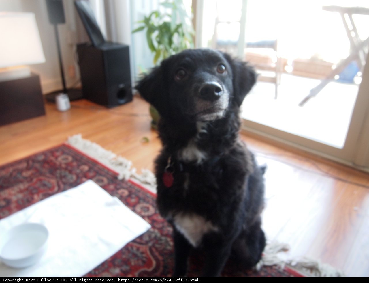Furry Companion in a Cozy Living Room