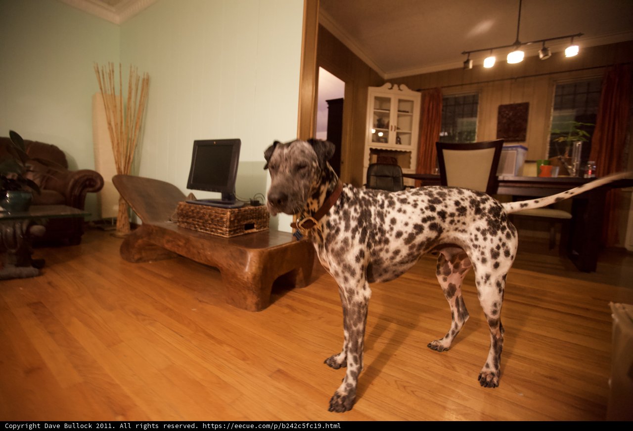 Furry Companion in a Cozy Room