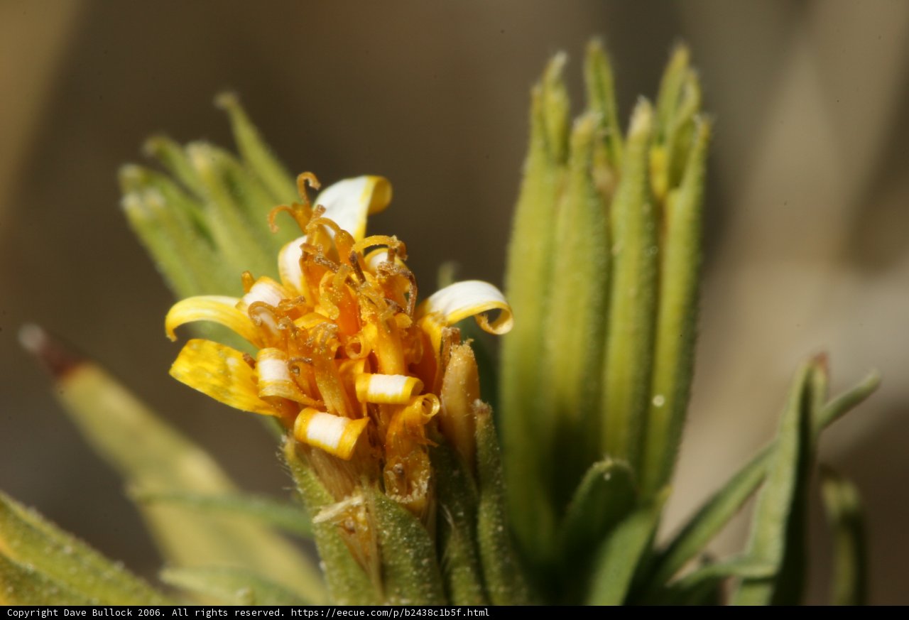 Yellow Daisy Blossom