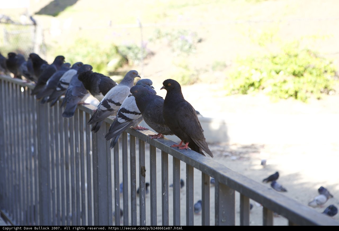 Perched on the Handrail