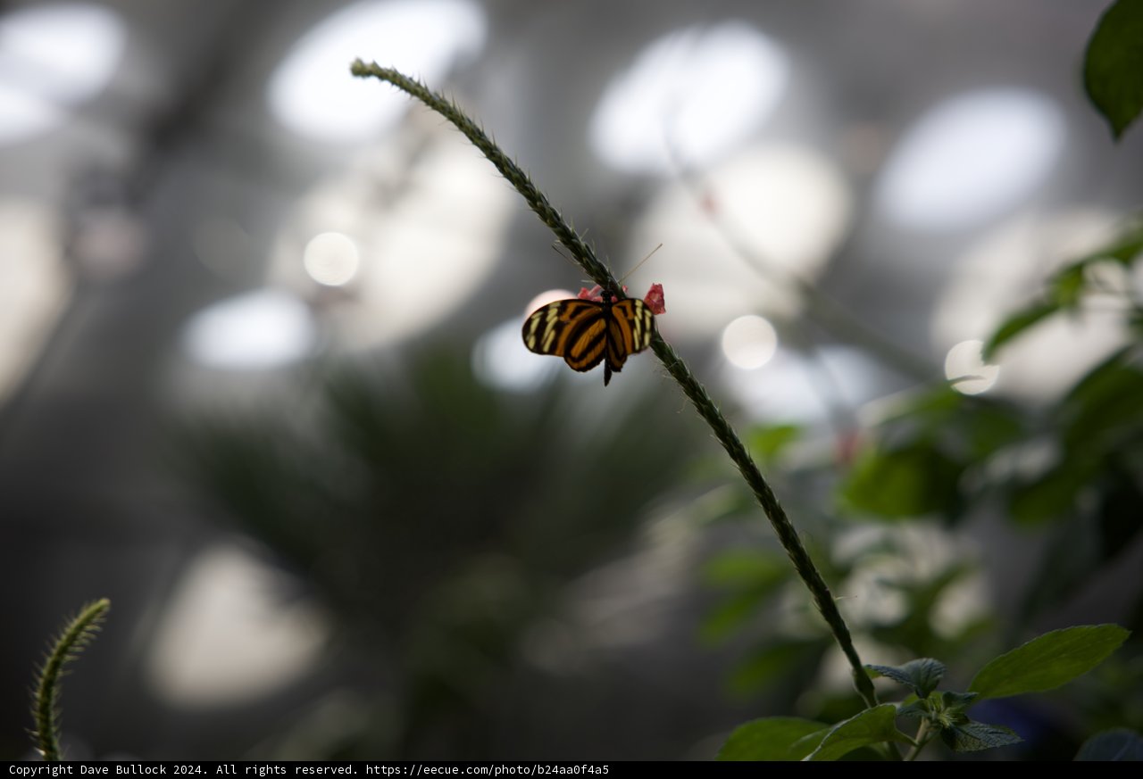 Butterfly Encounter at the California Academy of Sciences