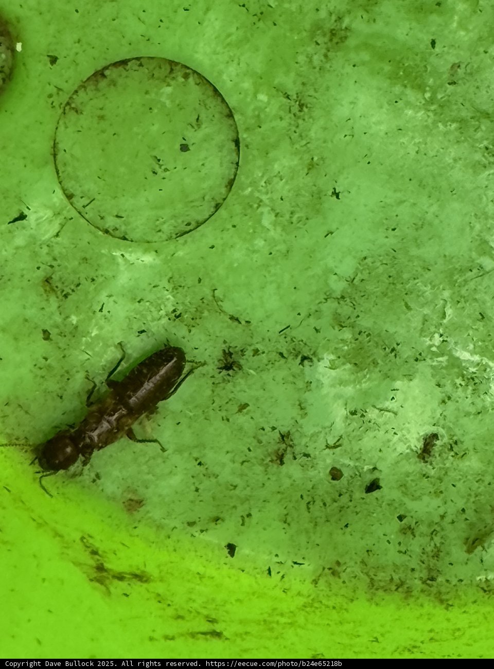 Hidden World: A Tiny Explorer