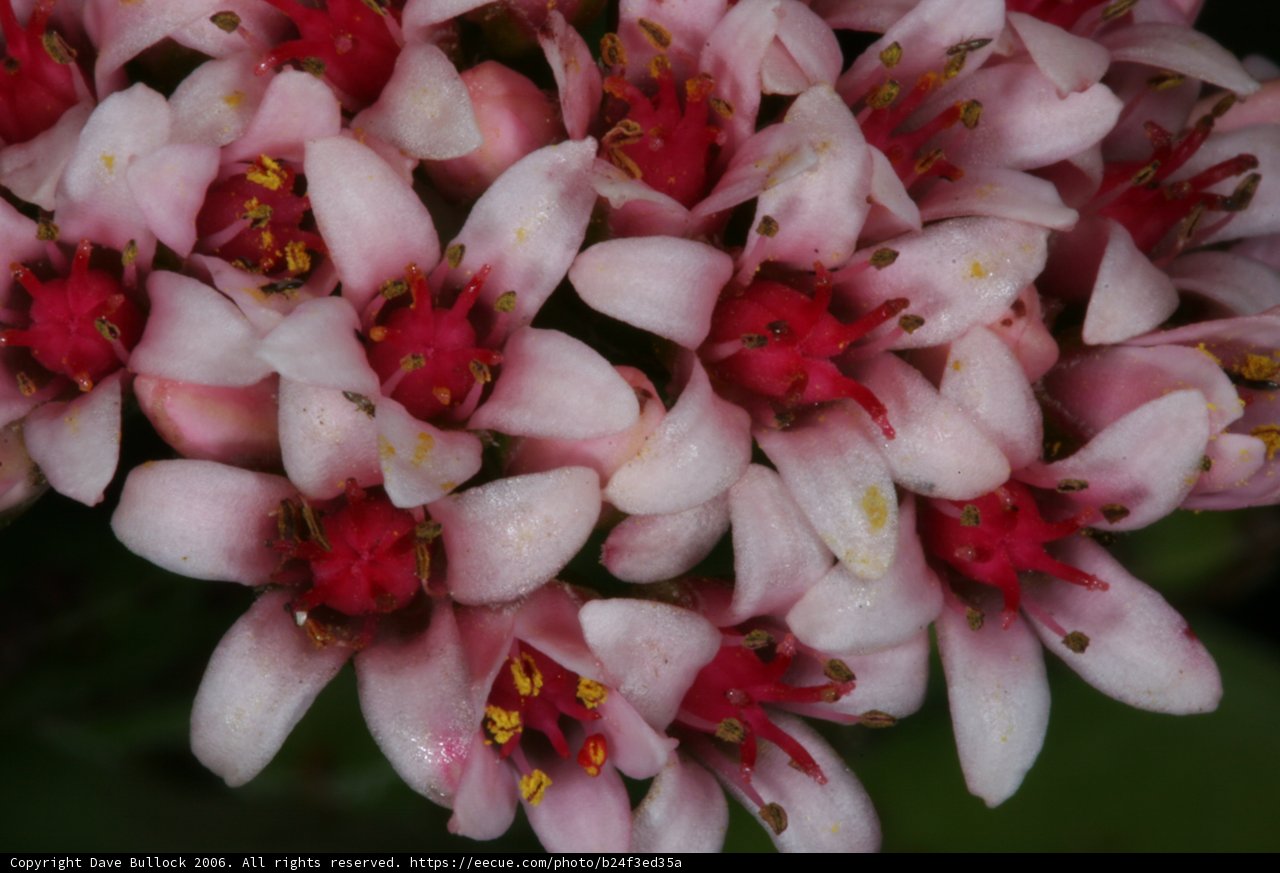 Pink Blossoms in Huntington Gardens