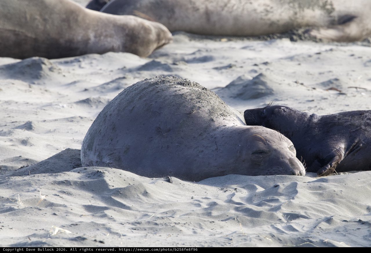 Elephant Seal Pup Resting on Sandy Beach
