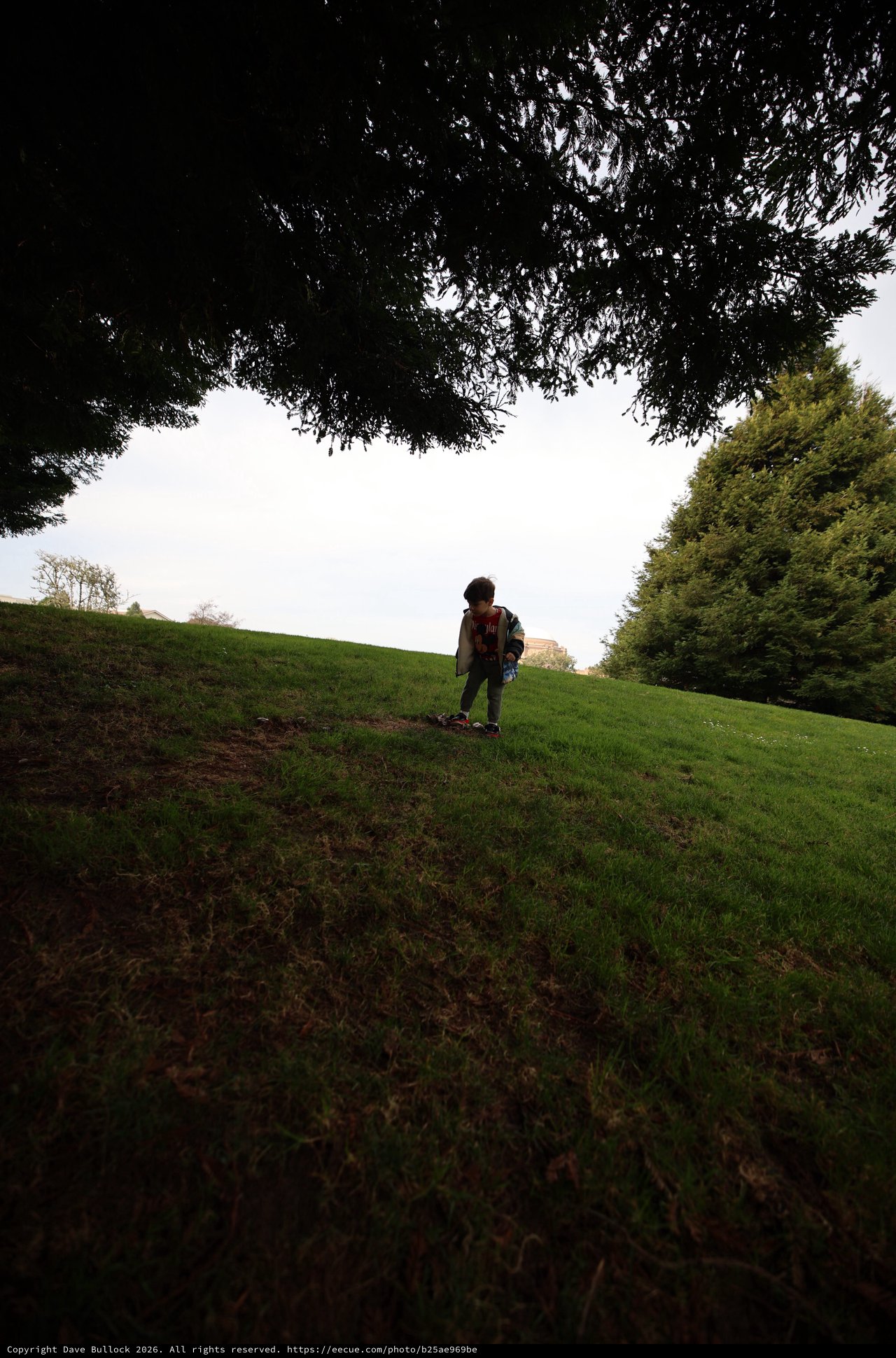 Child Playing on Hillside at Dusk Under Trees
