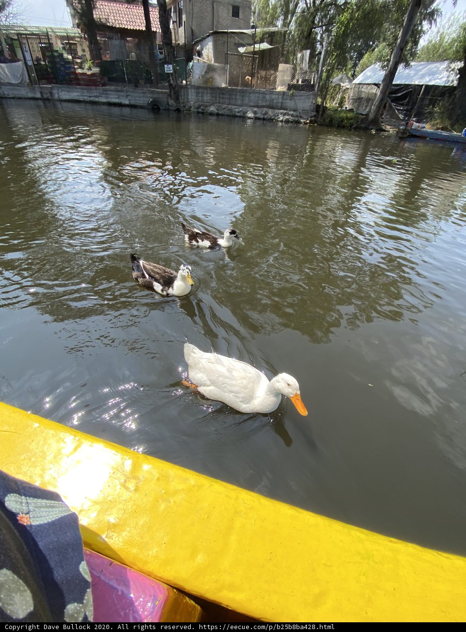 A Flock of Ducks at Lago de Xochimilco