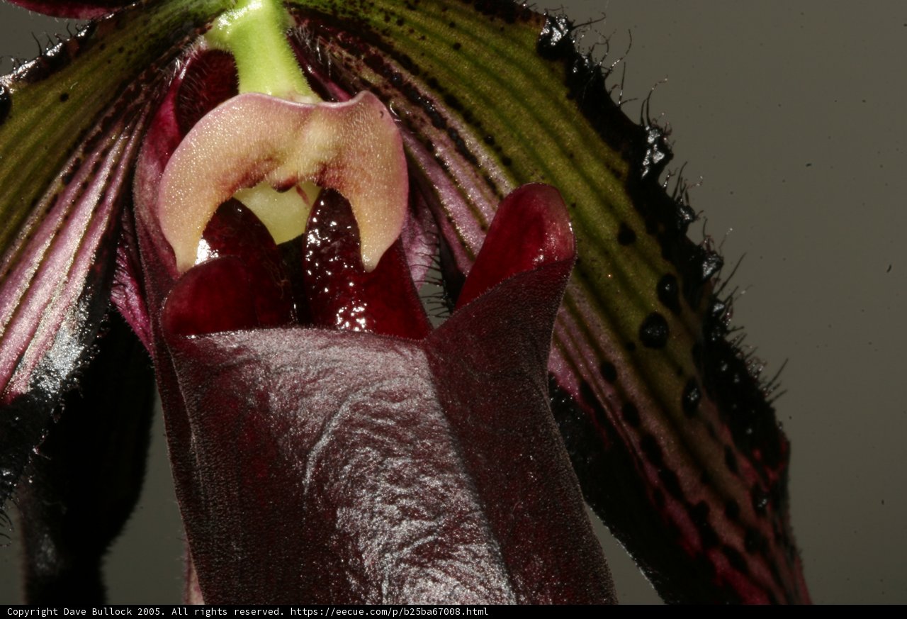 Dark Red Centered Flower