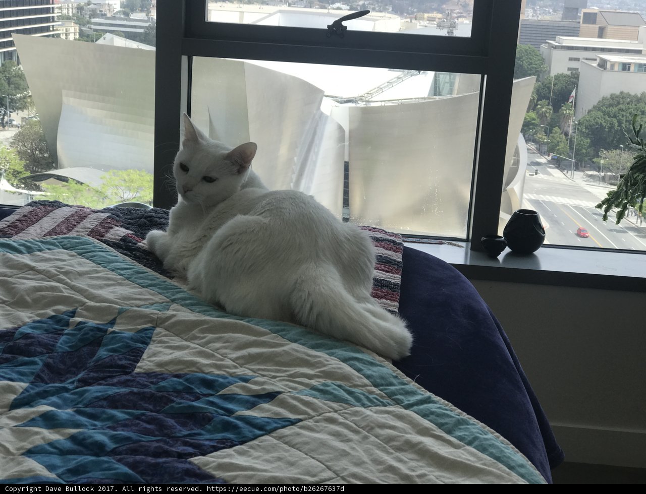 White Cat Lounging by the Window