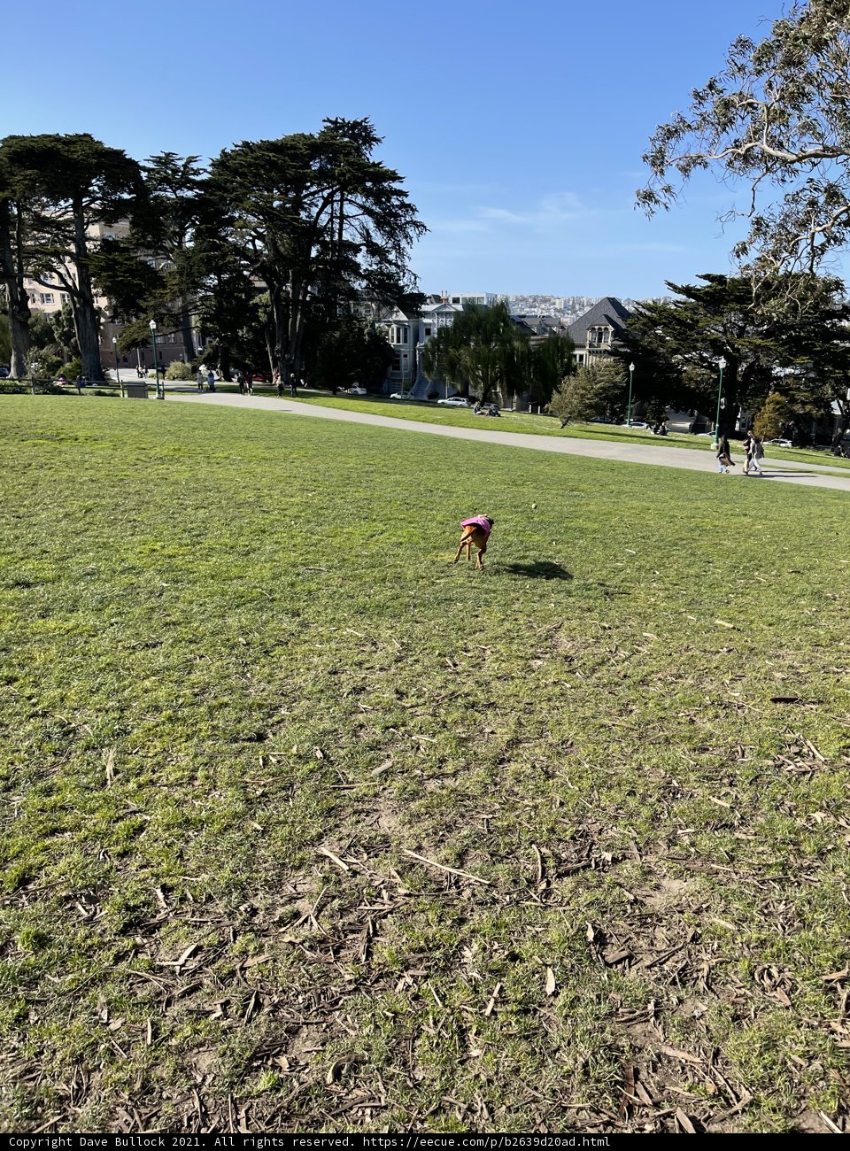 Running Free in Alamo Square