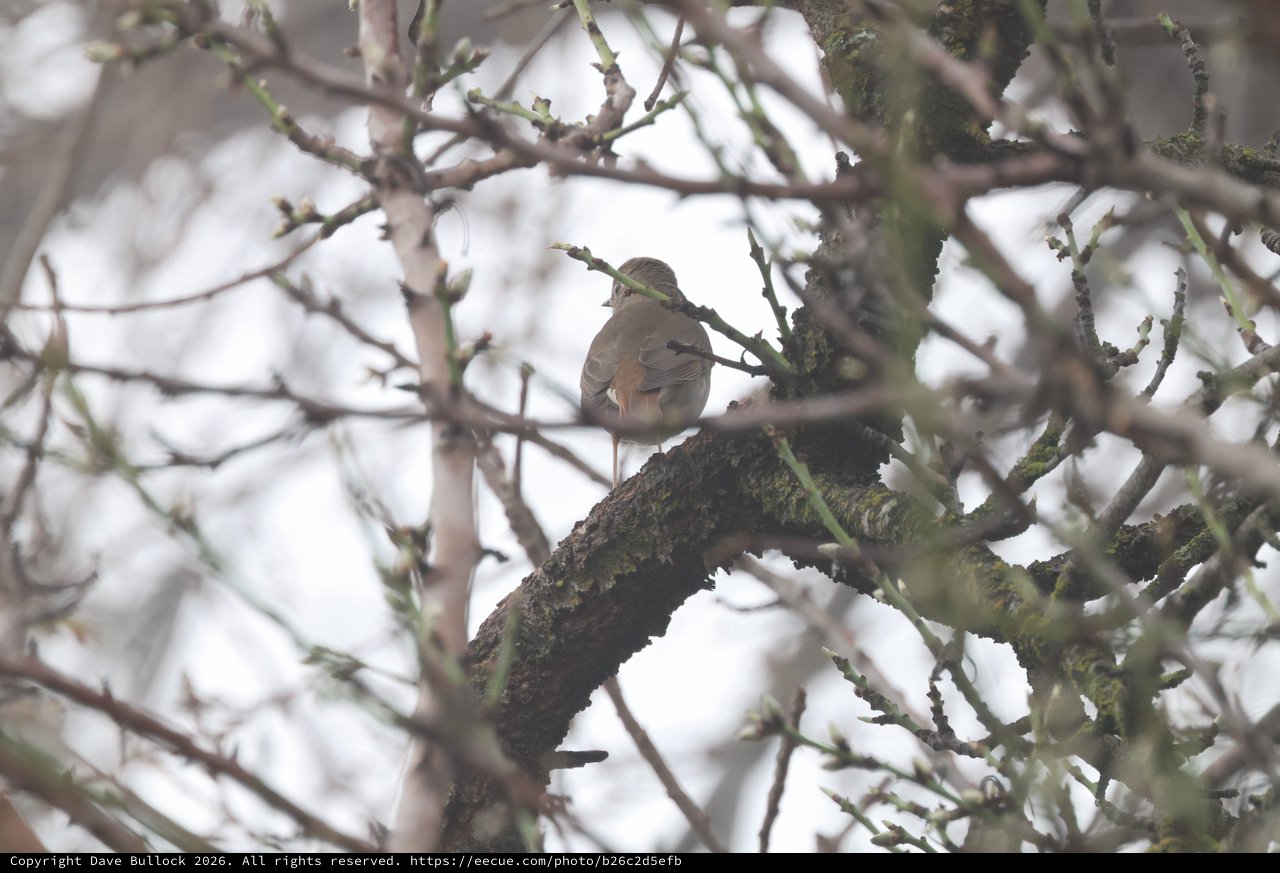 Solitary Bird Perched on Moss-Covered Winter Branch