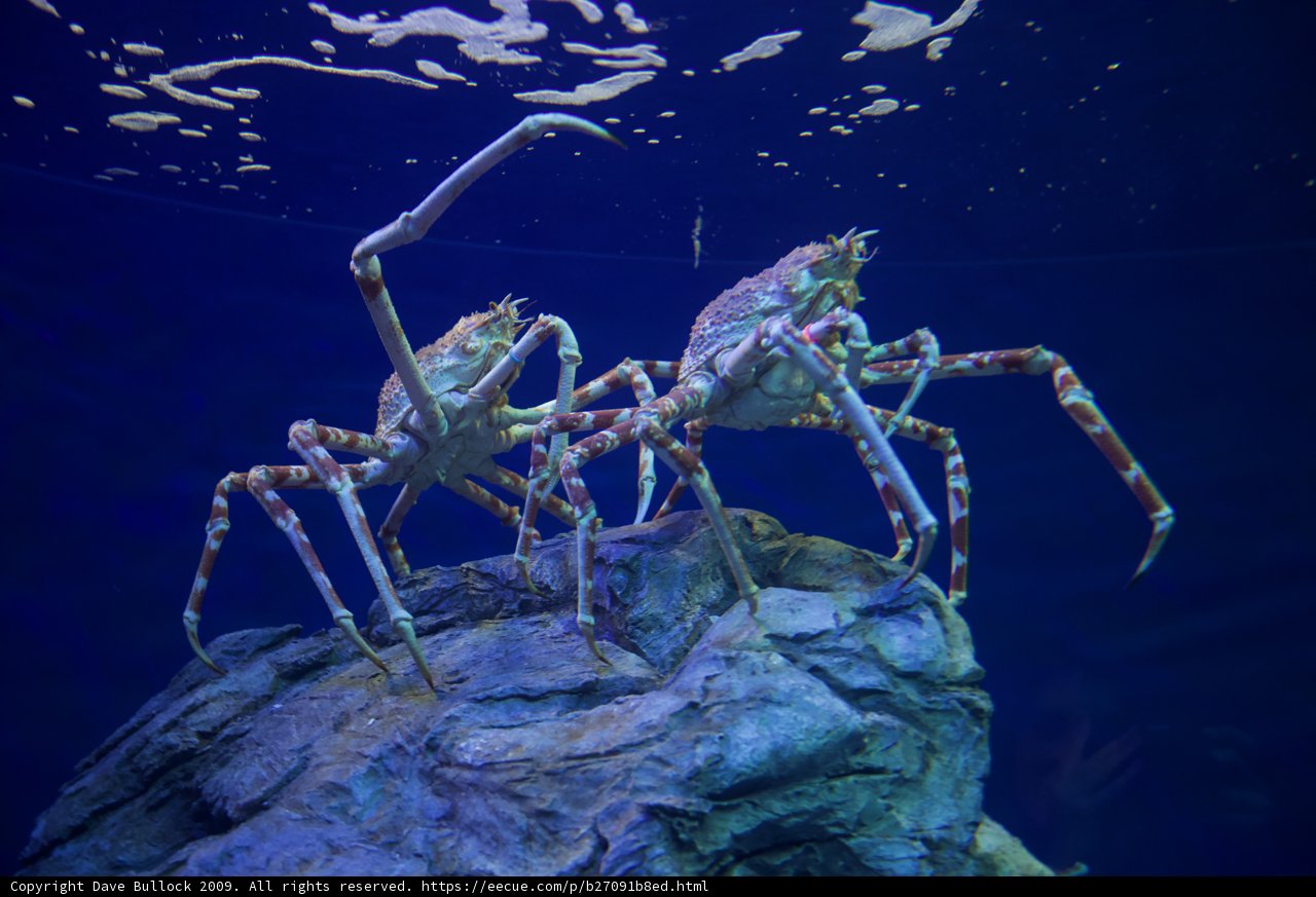 Rockin' Crabs