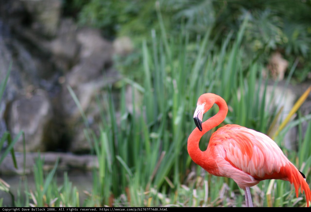 Flamboyant Flamingo in the Grass