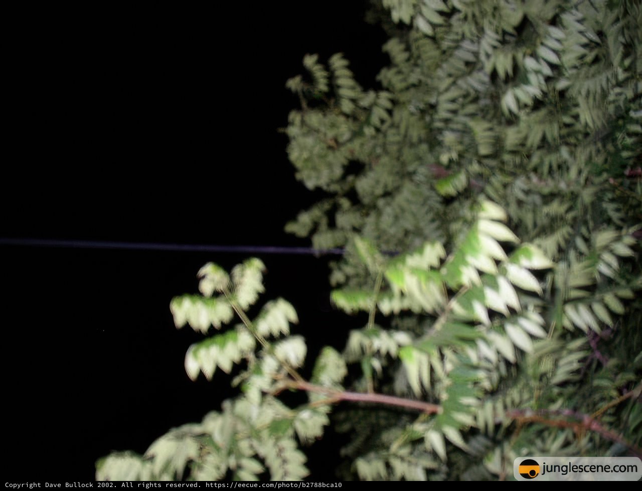 Illuminated Night Tree