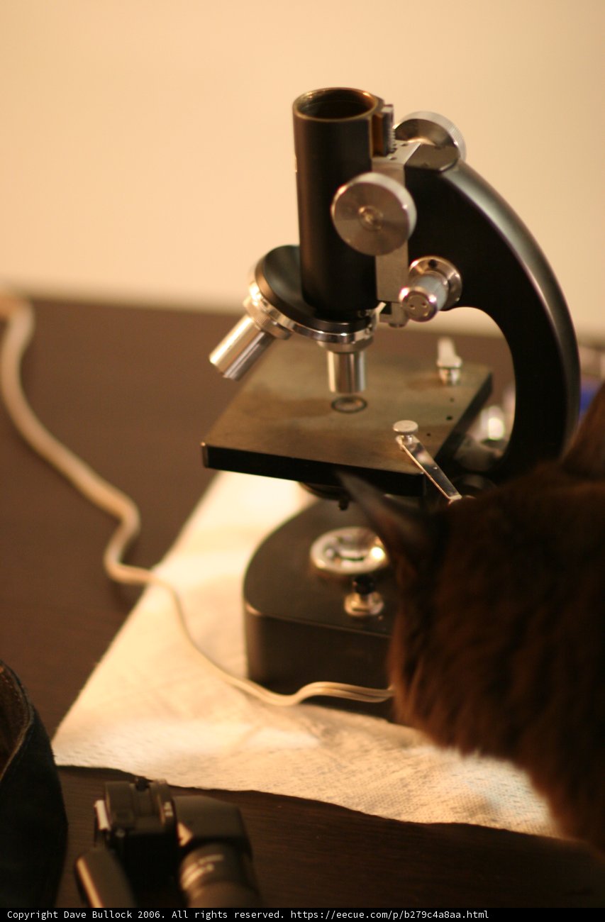 Feline Scientist