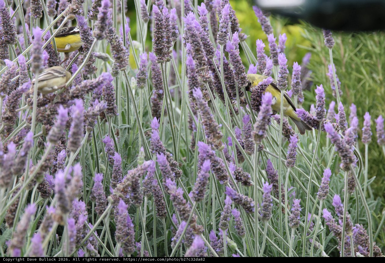 Goldfinches Feeding on Blooming Lavender Stalks