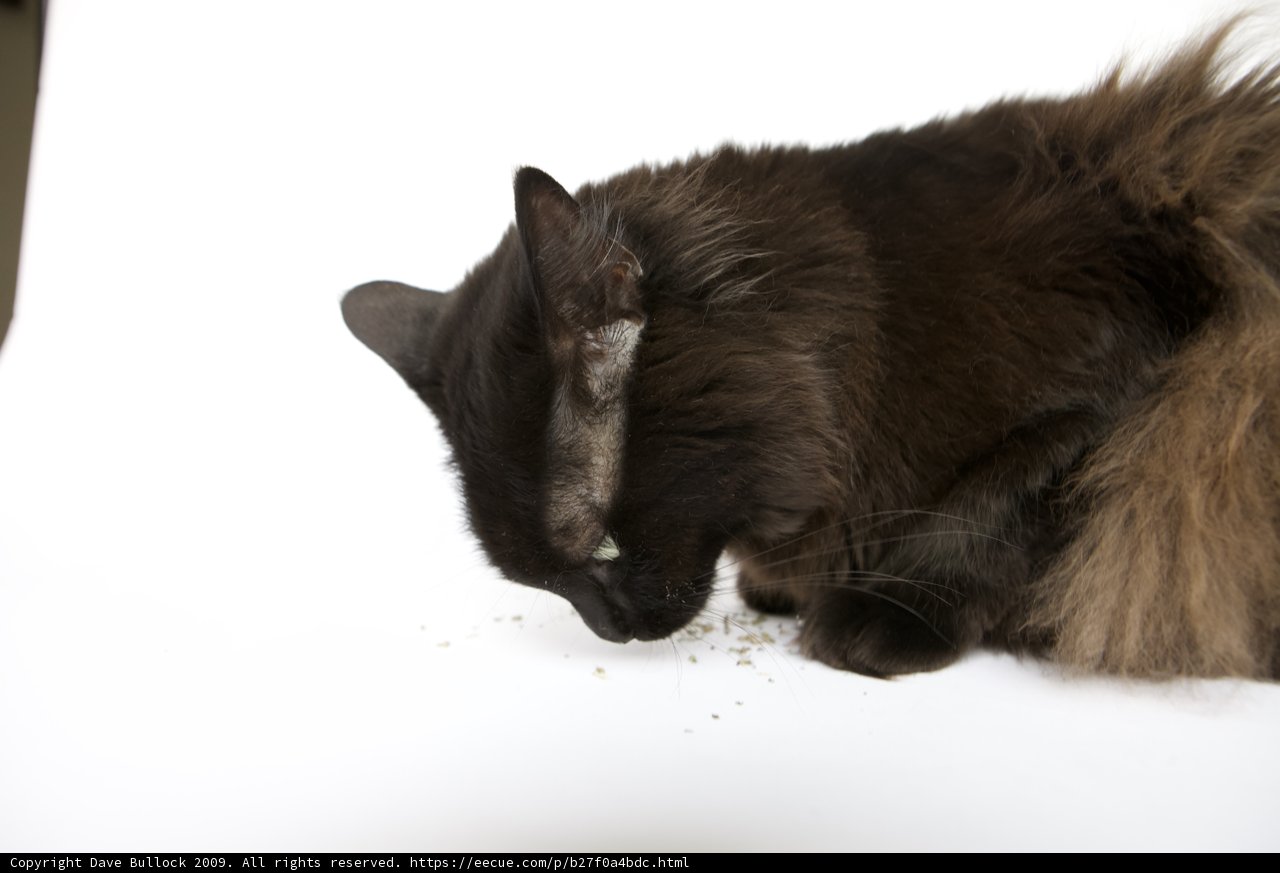 Feast of the Feline