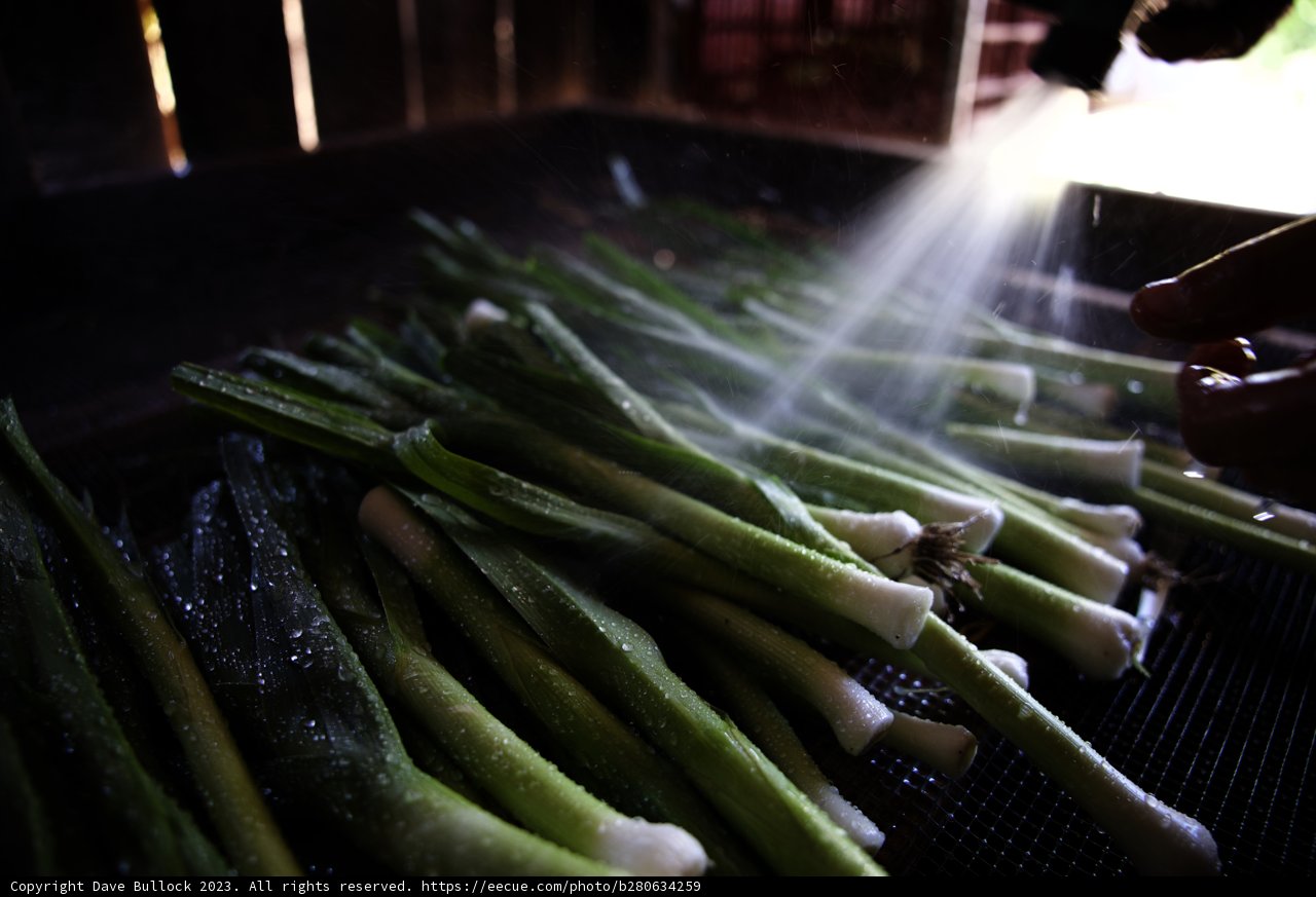 Revitalizing Green Onions