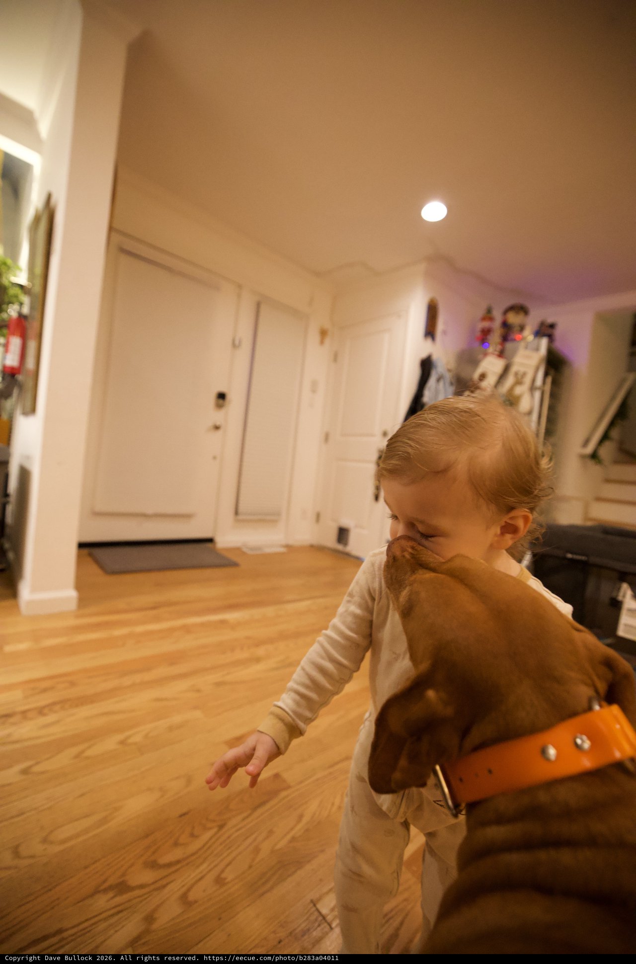 Young Child Playing with Brown Dog at Home