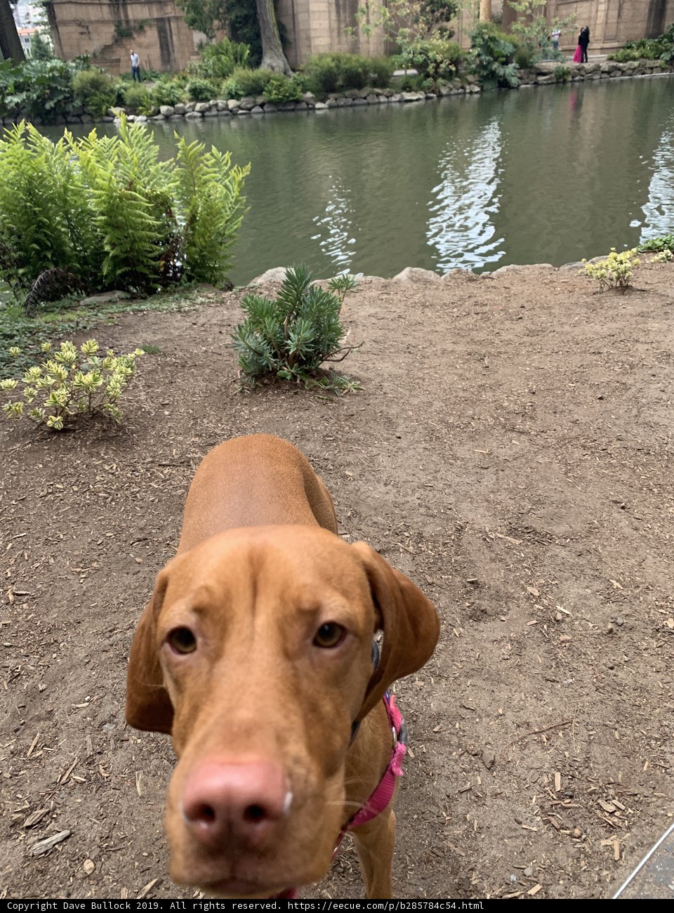 Canine Contemplation