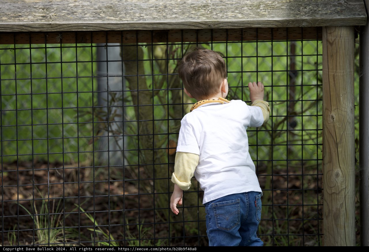 Innocent Curiosity