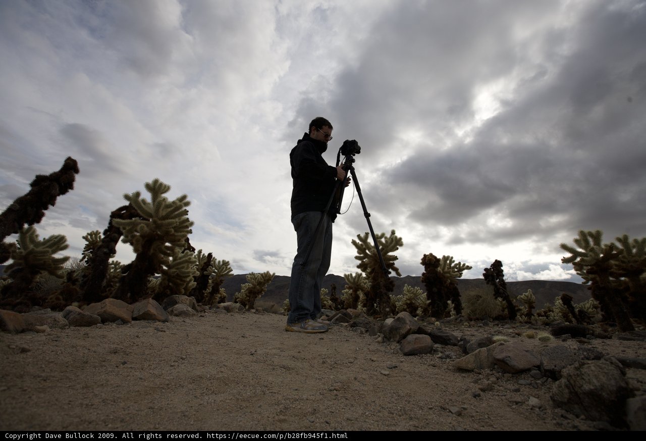 Capturing the Beauty of the Joshua Tree