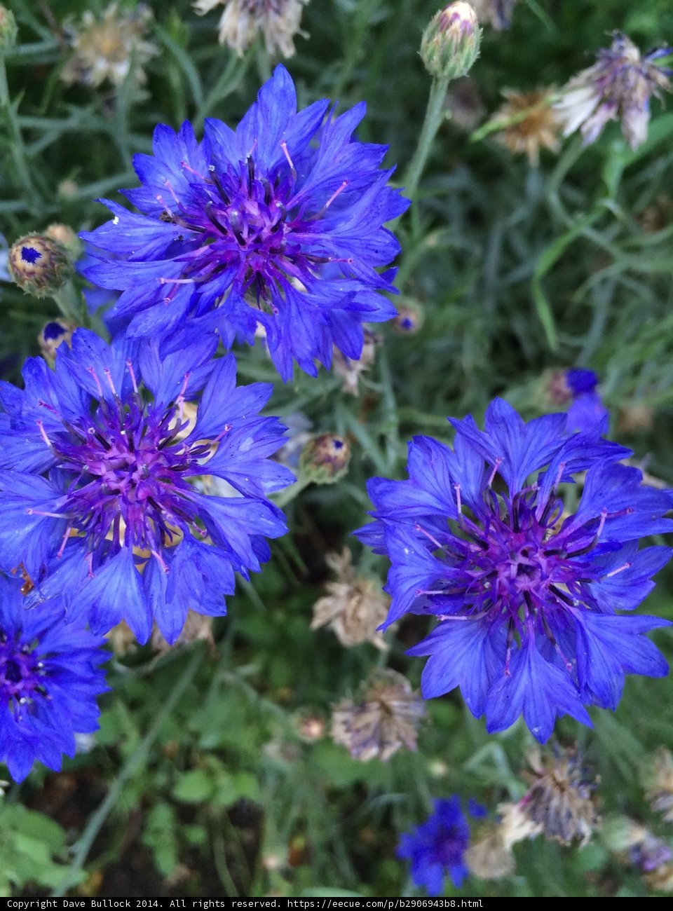 Blue Blooms of Altadena