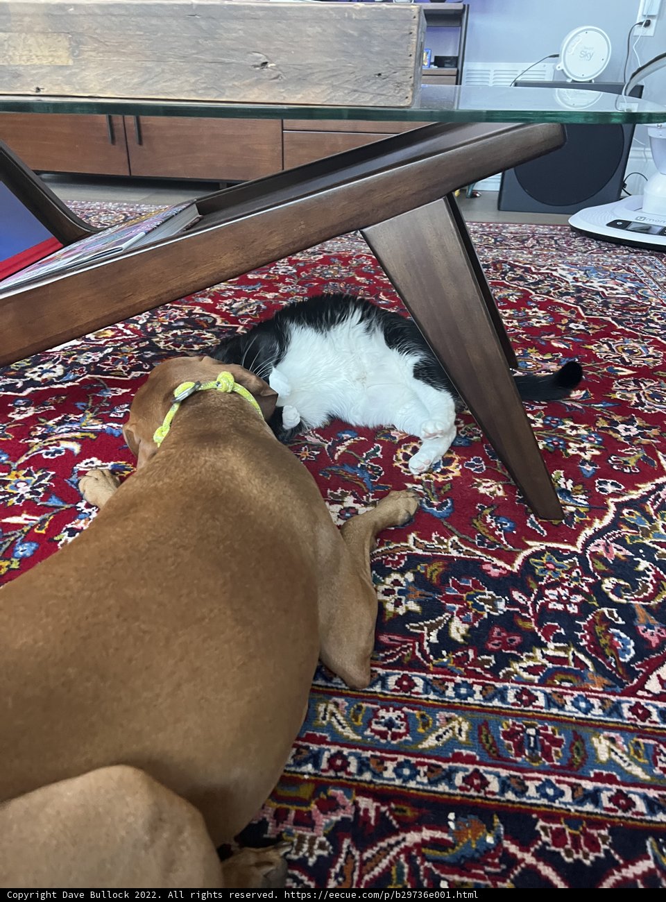 Companions on the Rug
