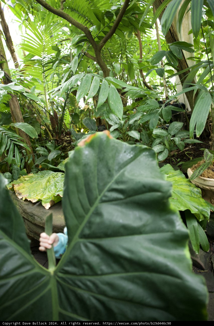 Peekaboo from the Green Wilderness