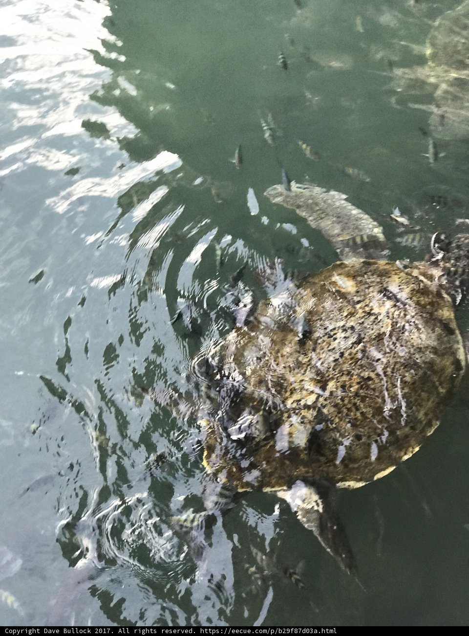 Underwater Adventure with a Sea Turtle