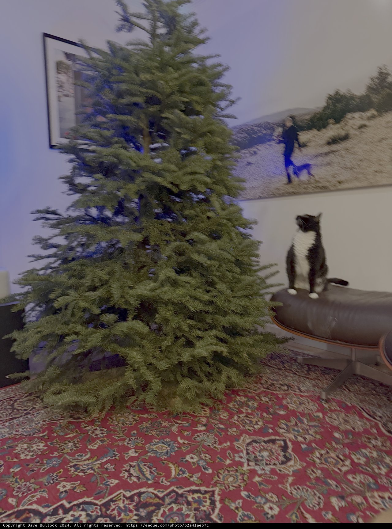 Cat Observes Christmas Tree from Modern Chair