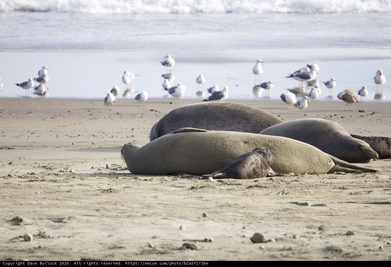 Elephant Seals Resting on Drakes Beach with Seagulls