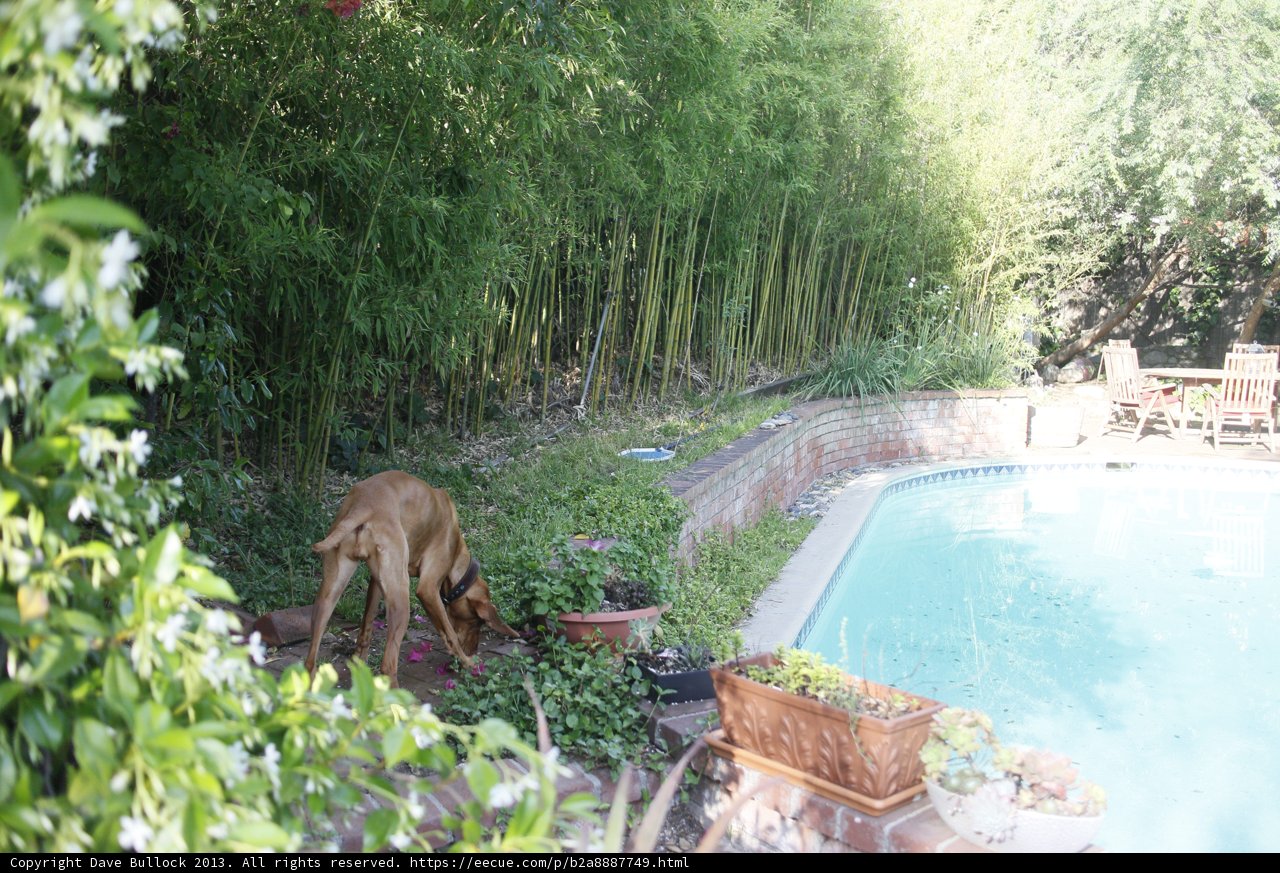 Poolside Pooch