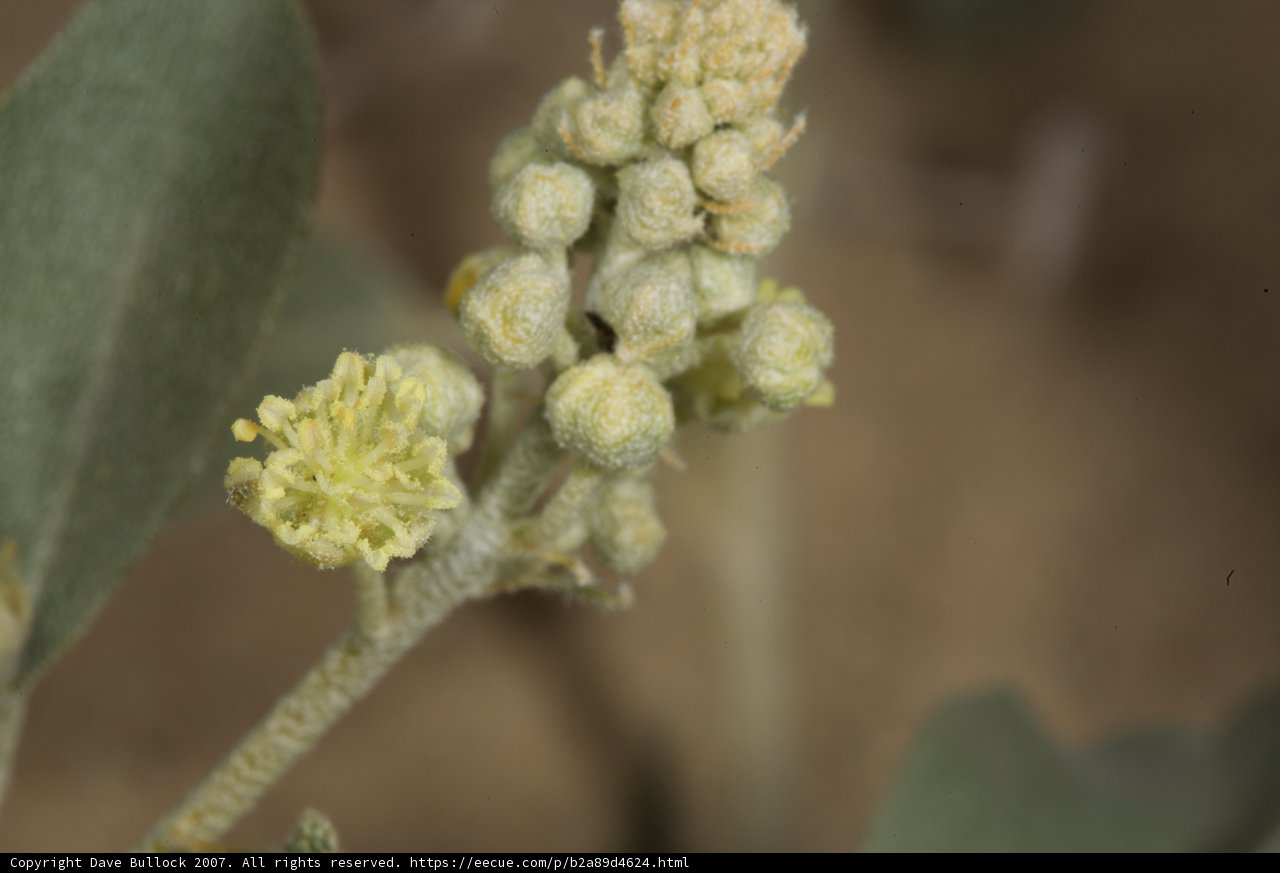 Radiant Yellow Blooms