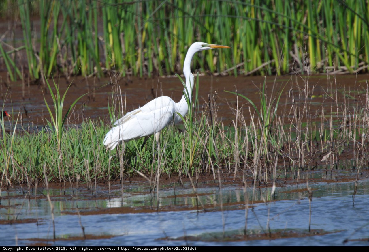 Great Egret Foraging in Rice Field Wetlands