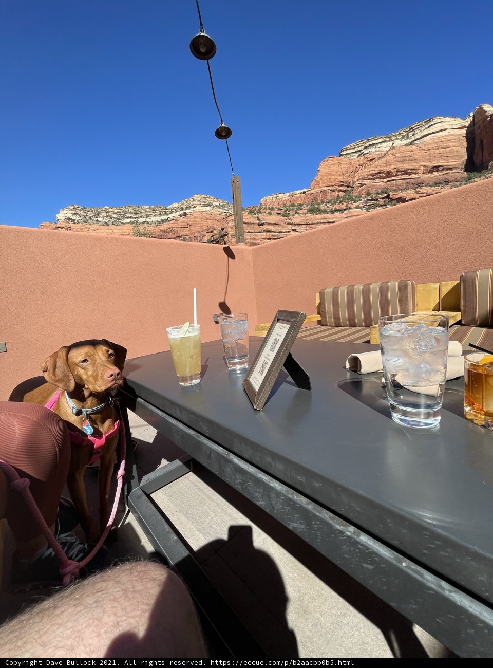 Mountain Mutt Mimosa