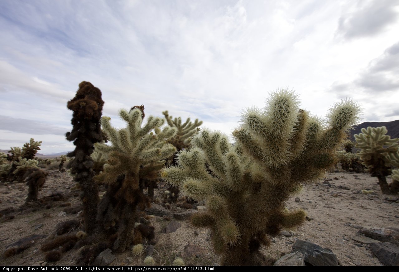 Prickly Scenery in Joshua Tree