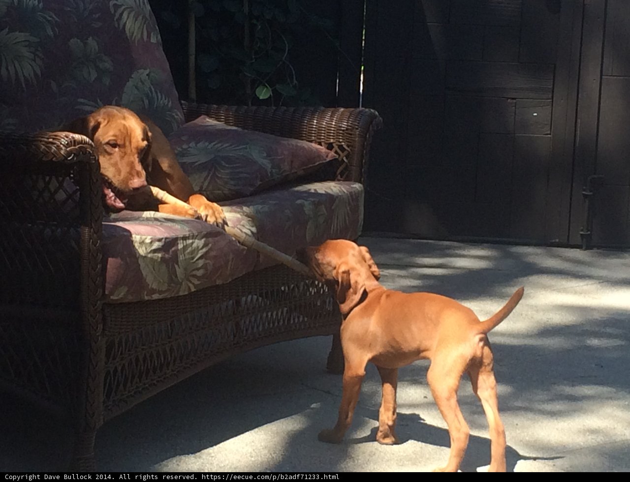 Playtime with Pups