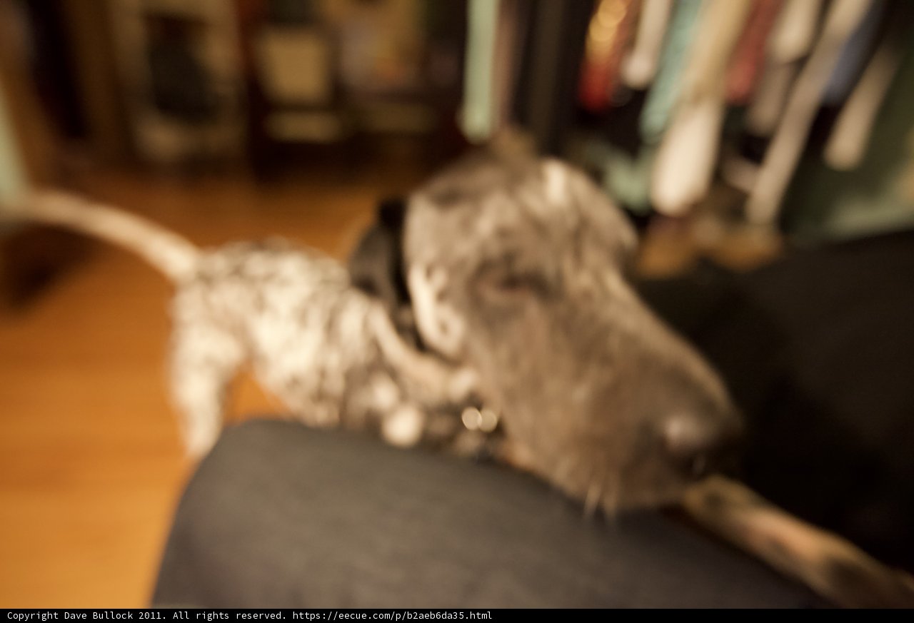 Furry Lap Warmer